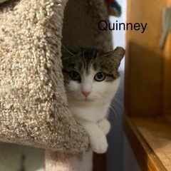 Enlarge Quinney, a Adoptable Domestic Short Hair in Menasha, WI image 1/3
