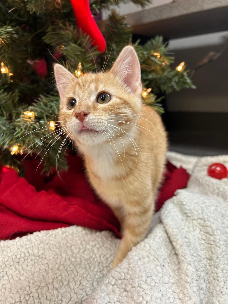 Squeak, Adoptable, Young Male Domestic Short Hair.