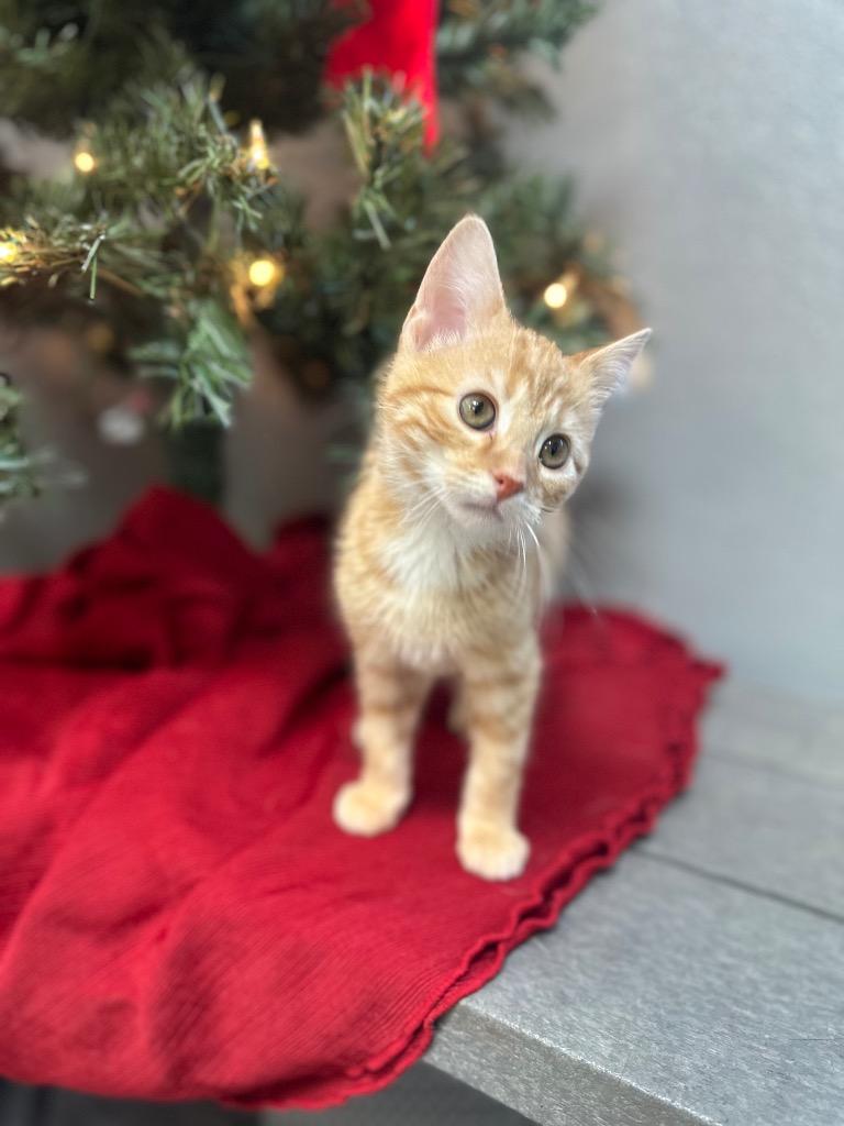 Enlarge Squeak, a Adoptable Domestic Short Hair in Clinton, IL image 2/3