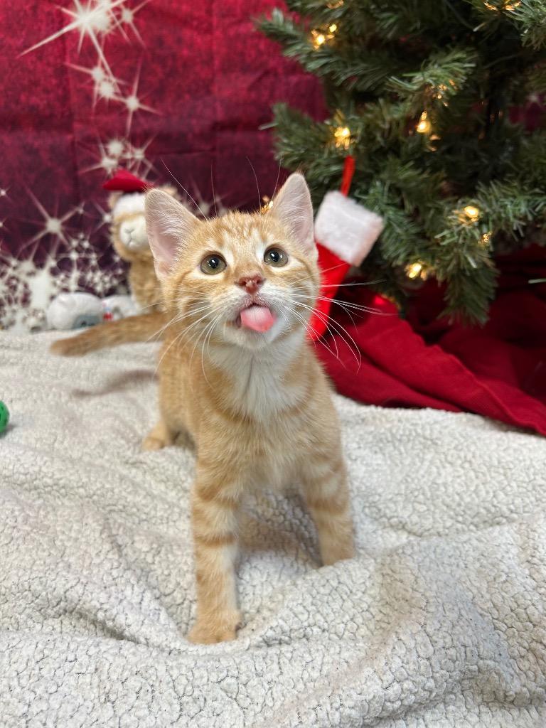 Enlarge Squeak, a Adoptable Domestic Short Hair in Clinton, IL image 3/3