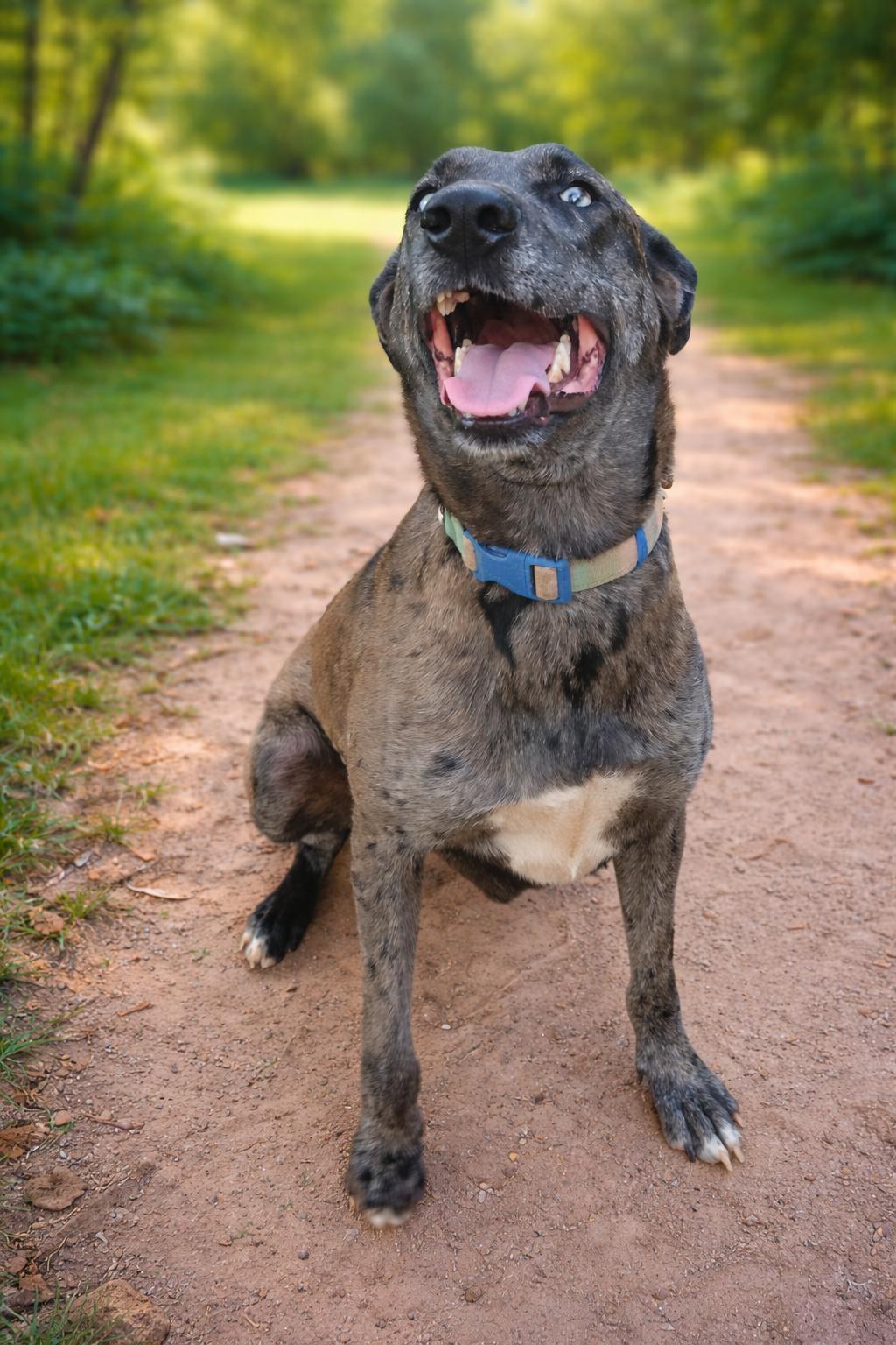 Jessie, Adoptable, Adult Female Catahoula Leopard Dog.