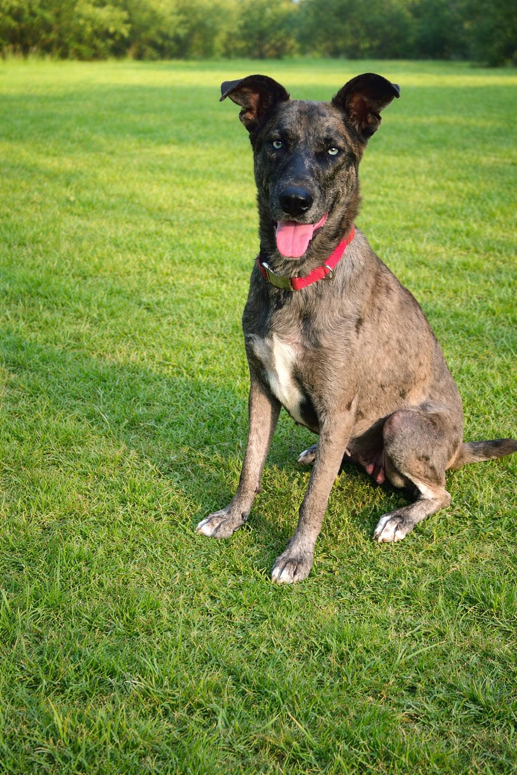 Jessie, a Adoptable Catahoula Leopard Dog in The Woodlands, TX image 2/3