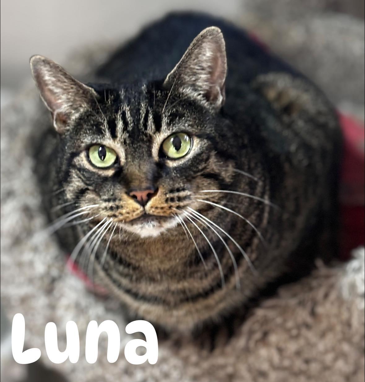 Luna, Adult Female Domestic Short Hair
