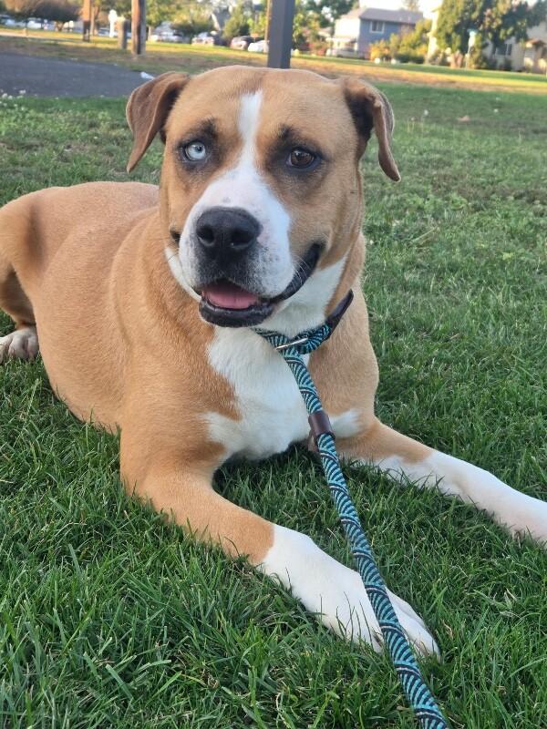 Neela, Adoptable, Adult Female Boxer & Mixed Breed.