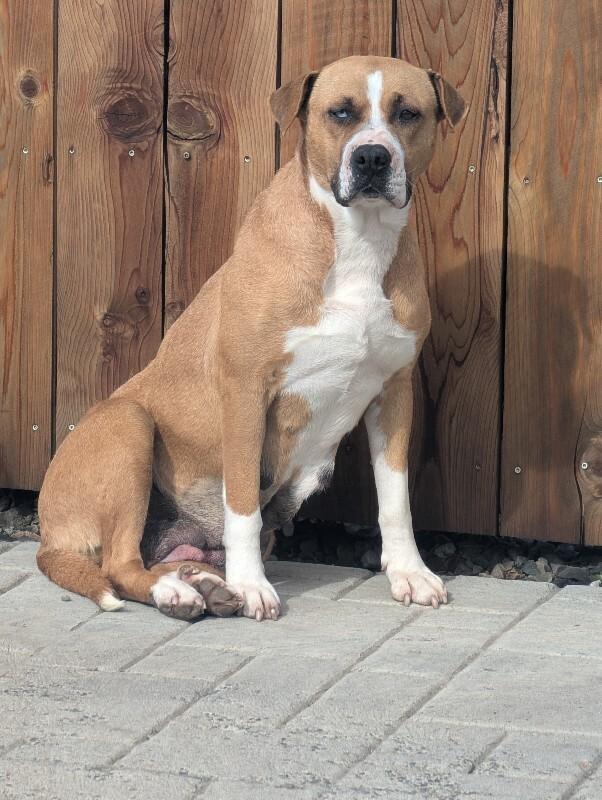 Enlarge Neela, a Adoptable mixed breed in North Bend, WA image 2/6