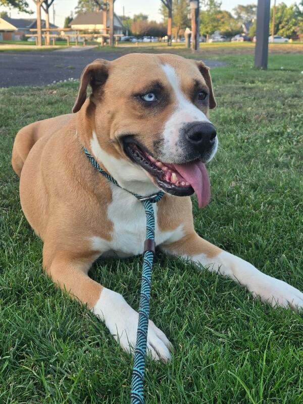 Enlarge Neela, a Adoptable mixed breed in North Bend, WA image 3/6