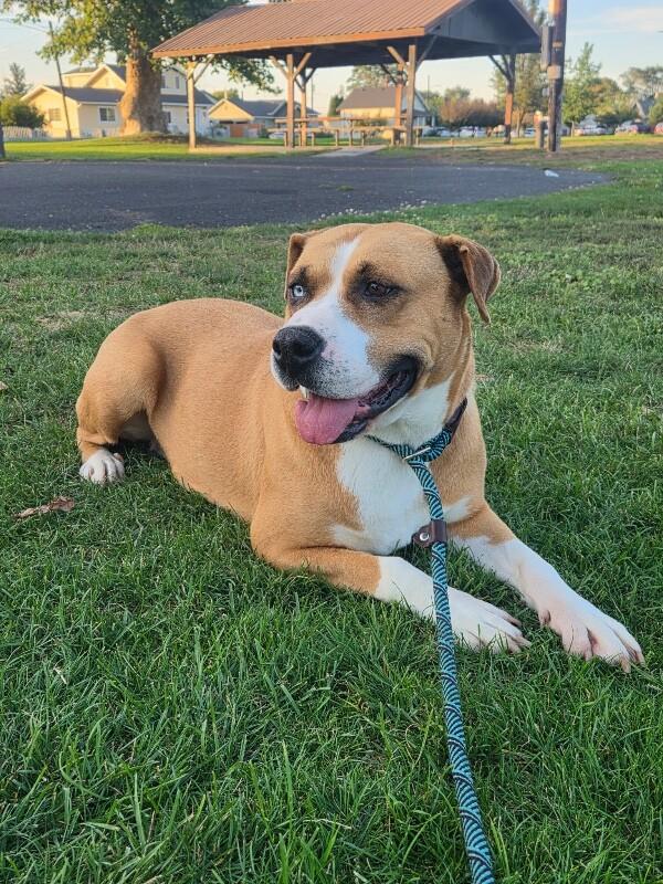 Enlarge Neela, a Adoptable mixed breed in North Bend, WA image 4/6