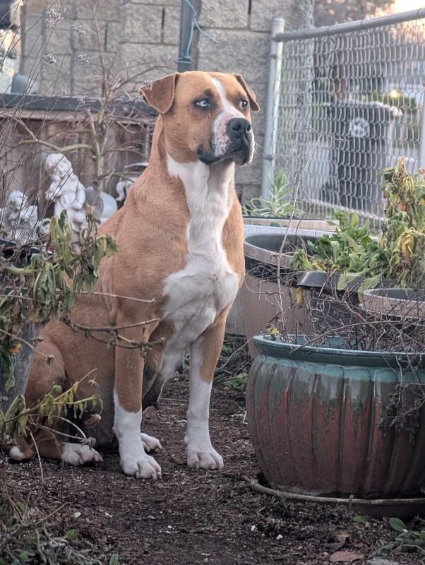 Enlarge Neela, a Adoptable mixed breed in North Bend, WA image 5/6