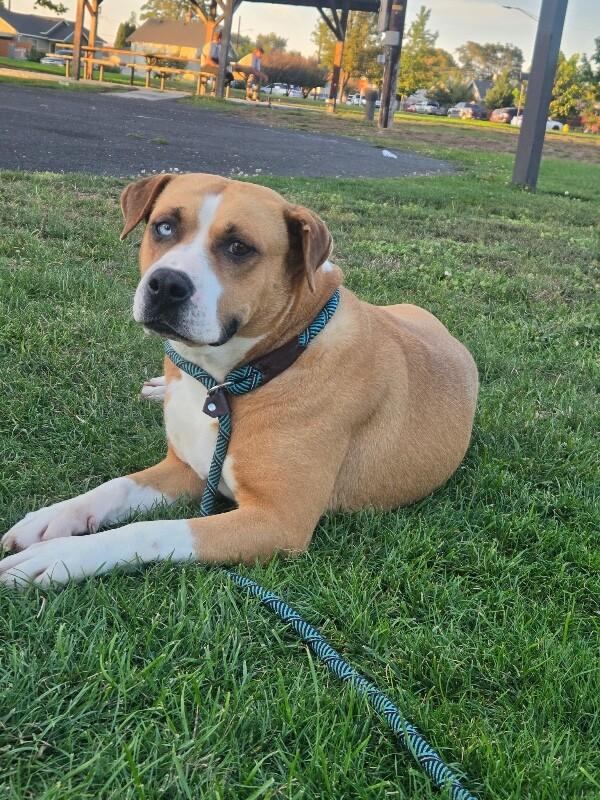 Enlarge Neela, a Adoptable mixed breed in North Bend, WA image 6/6