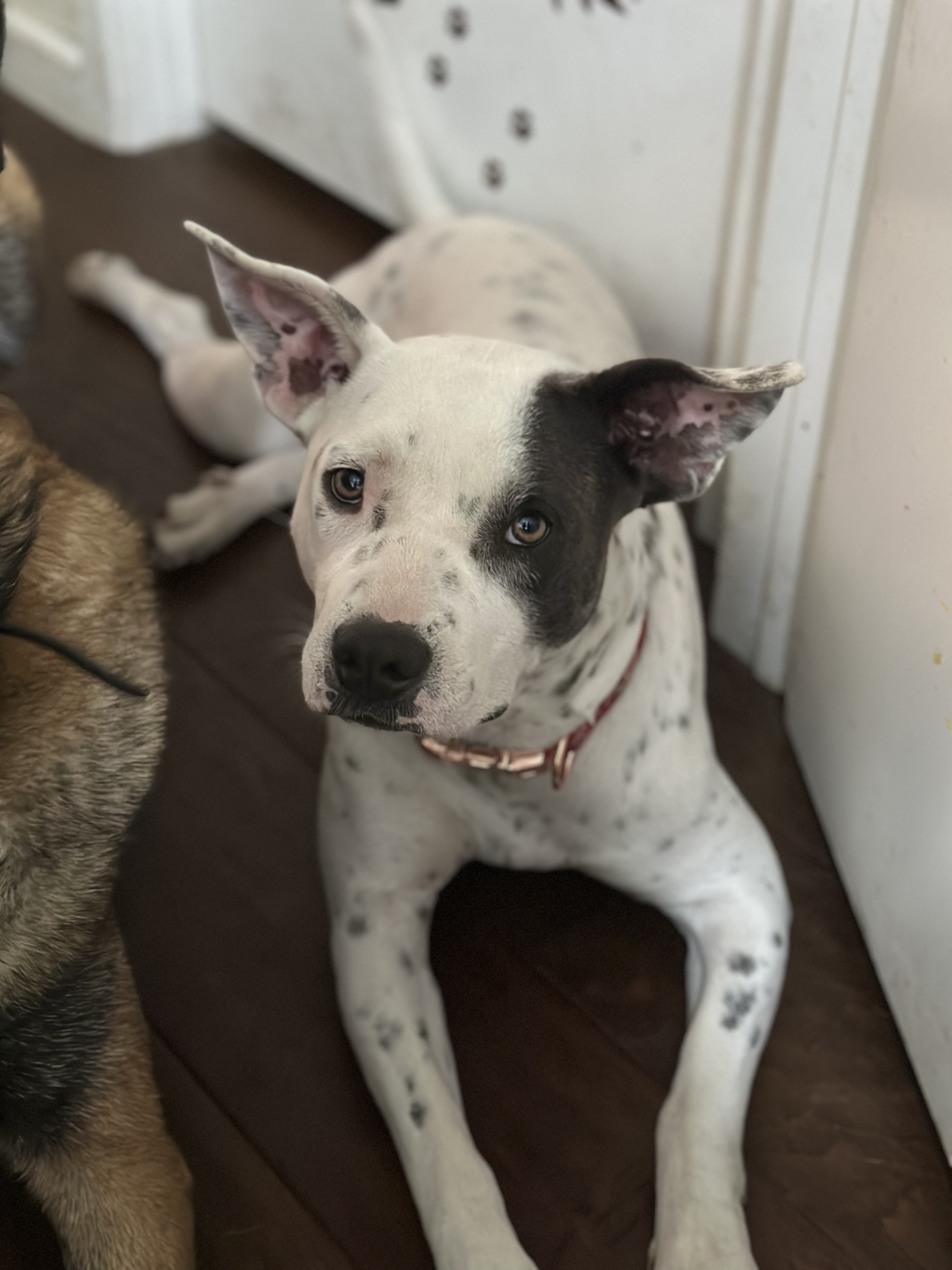 Enlarge Lila, a Adoptable mixed breed in Berkeley, CA image 7/7