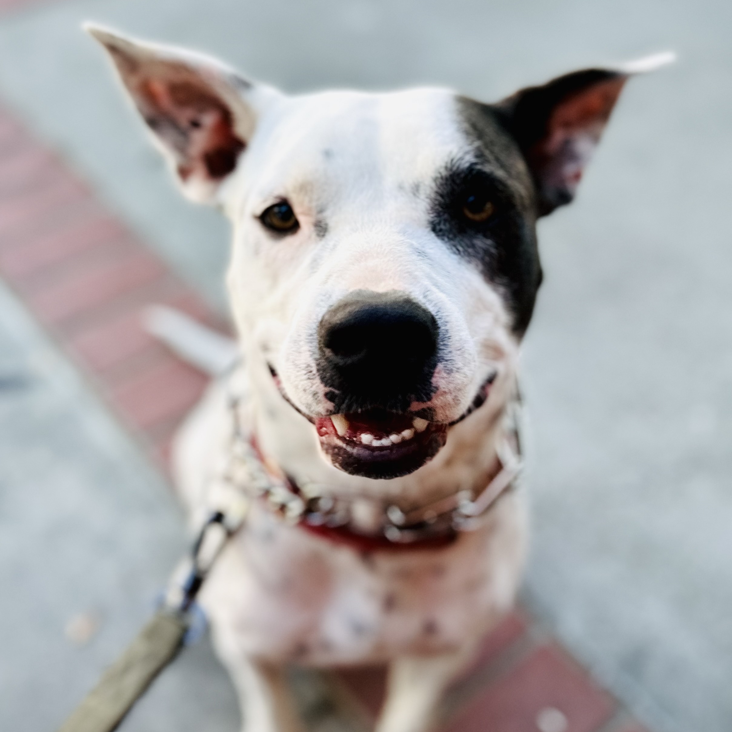 Lila, a Adoptable mixed breed in Berkeley, CA image 3/7