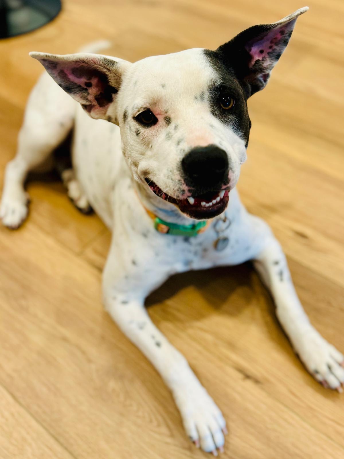 Lila, a Adoptable mixed breed in Berkeley, CA image 4/7