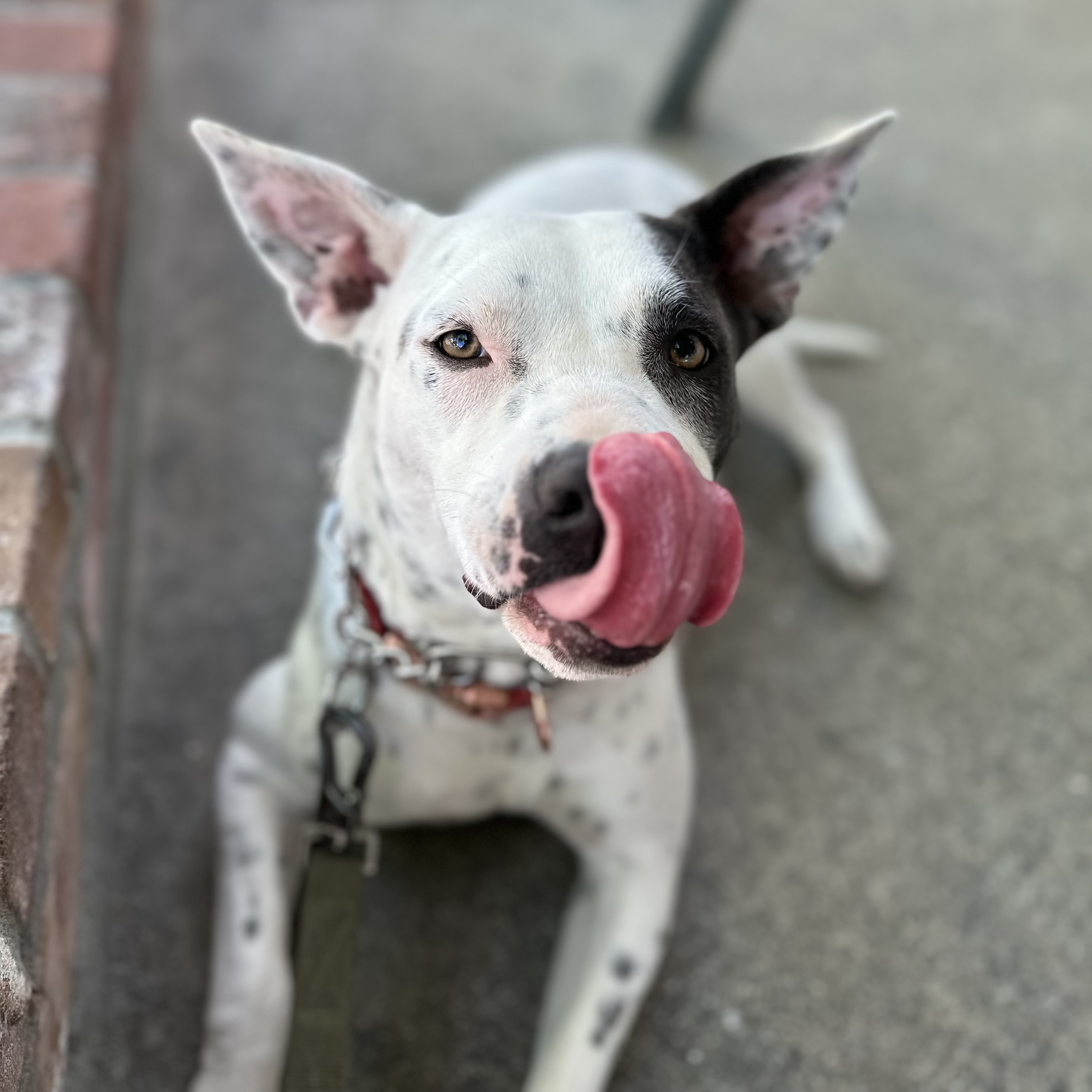 Lila, a Adoptable mixed breed in Berkeley, CA image 6/7