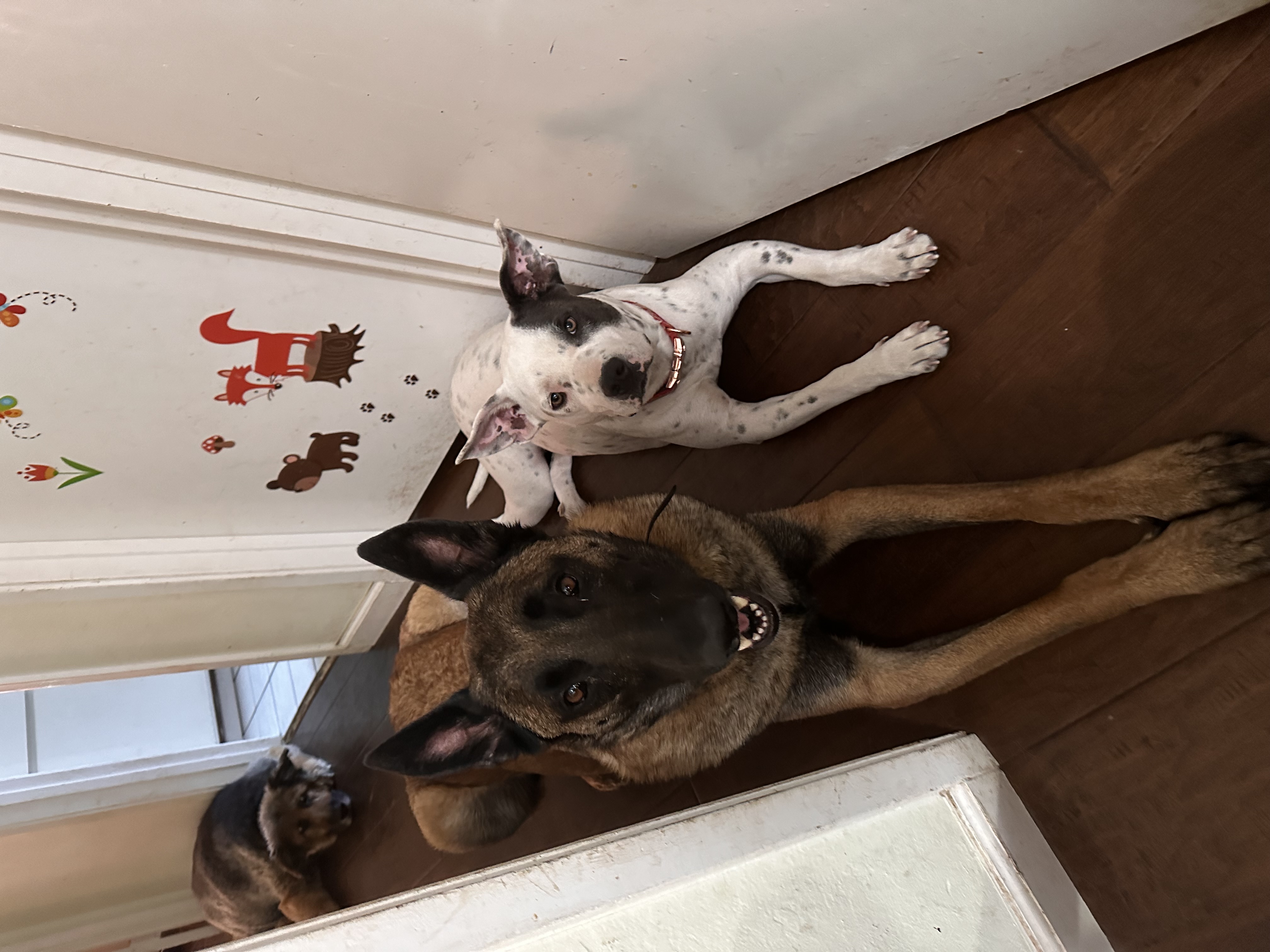 Lila, a Adoptable mixed breed in Berkeley, CA image 5/7