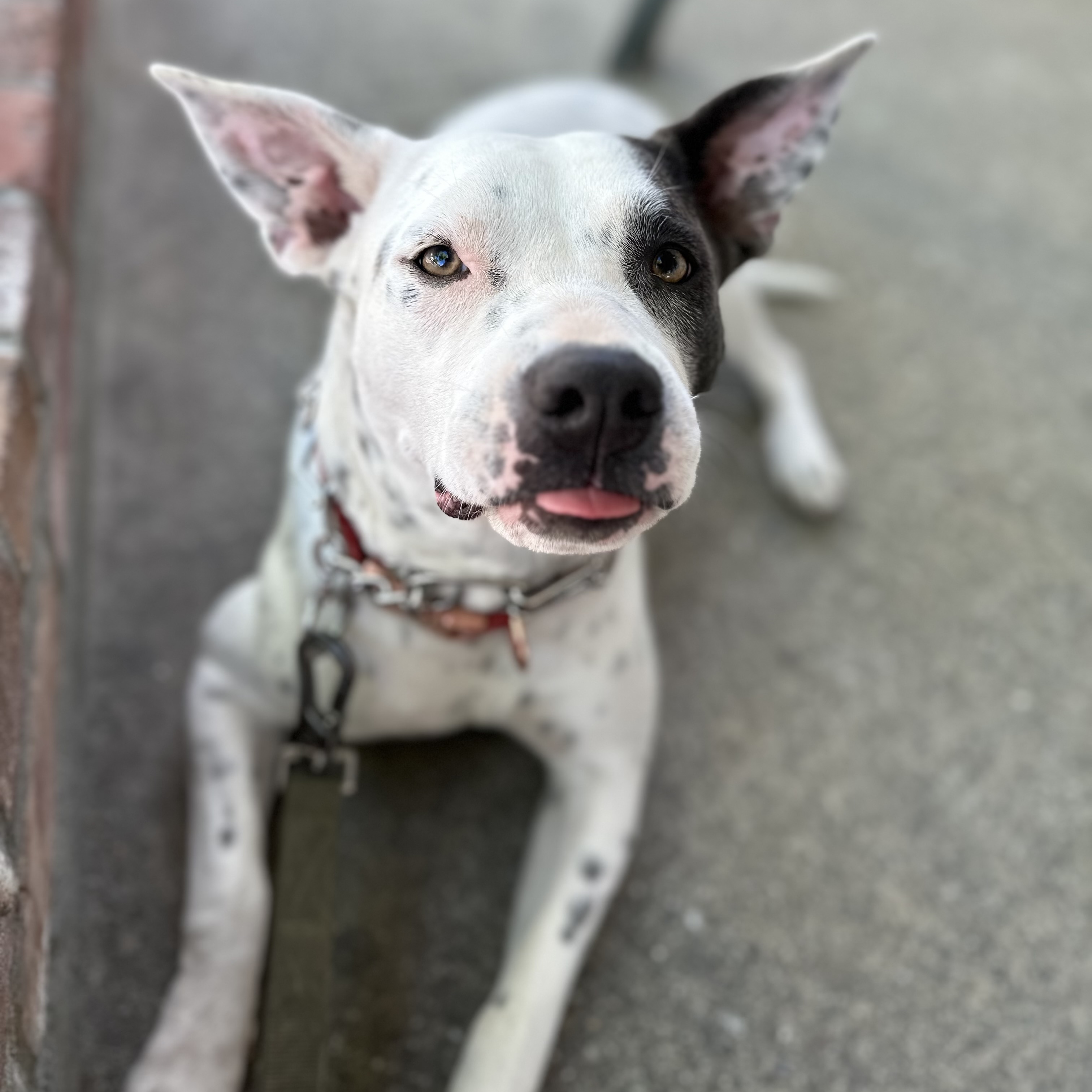 Lila, a Adoptable mixed breed in Berkeley, CA image 1/7