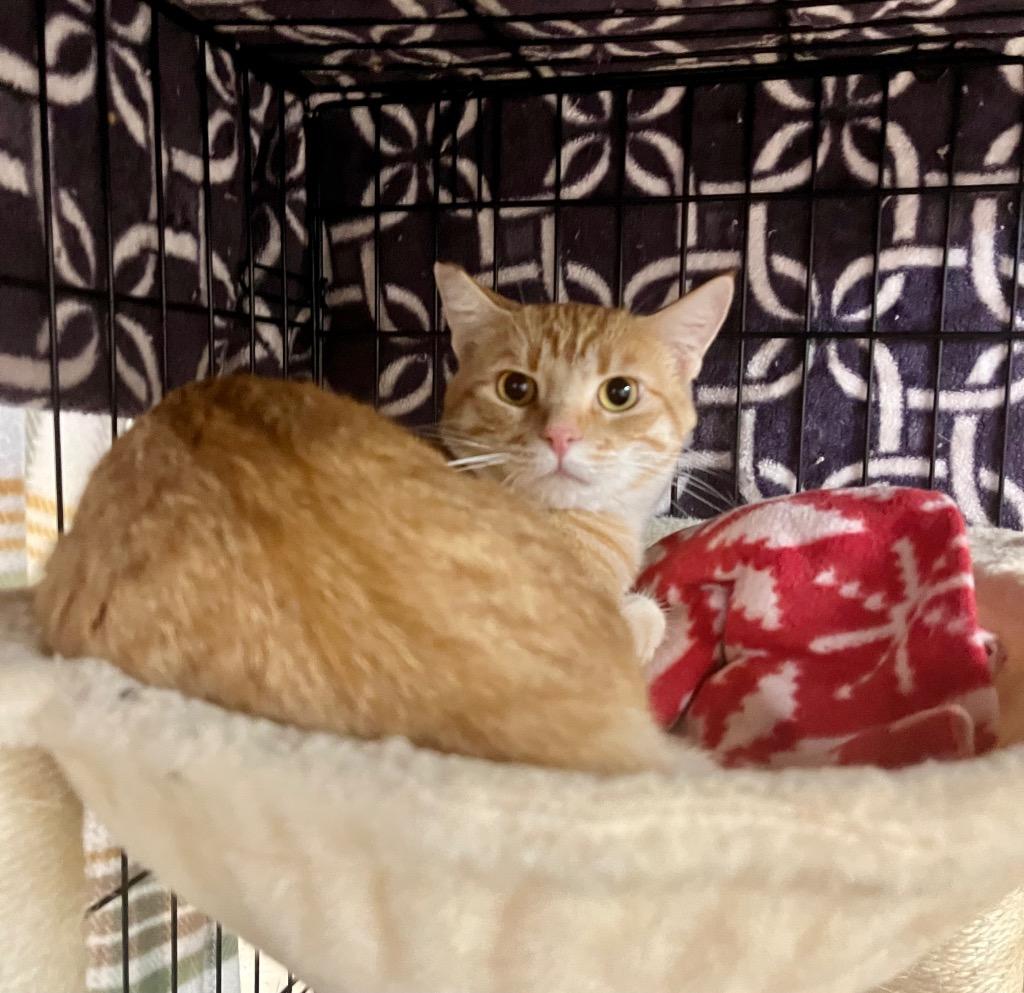 Enlarge Phoenix, an adopted mixed breed in Sherwood, OR image 1/1