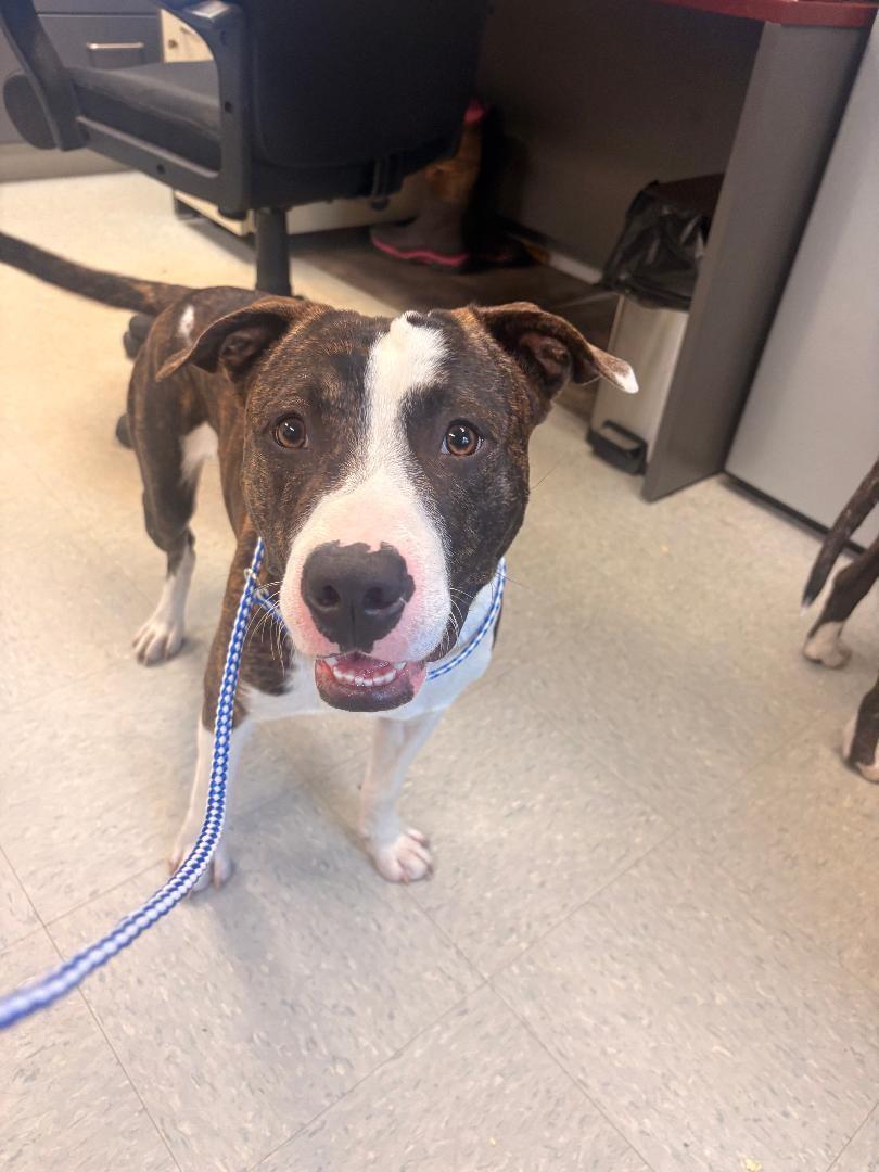 Woody, adopted, Young Male Pit Bull Terrier.