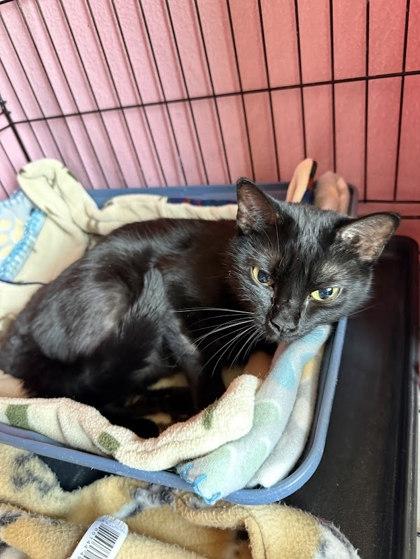 Magnolia, Adoptable, Kitten Female Domestic Short Hair & Domestic Short Hair.