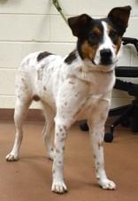 Tough (92641), ADOPTABLE, Young Male Australian Shepherd.