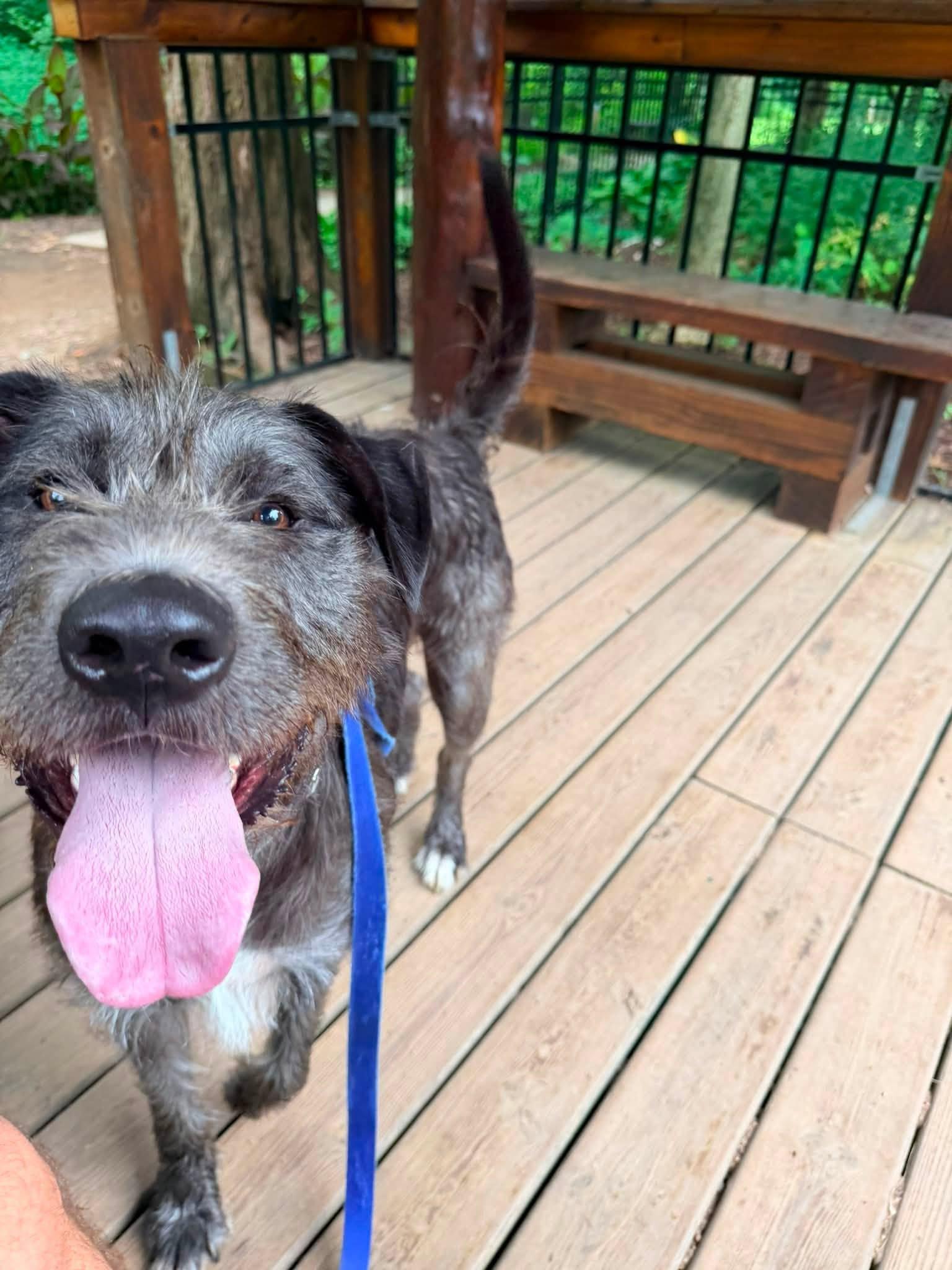 Enlarge Odin, a Adoptable mixed breed in Valparaiso, IN image 3/4