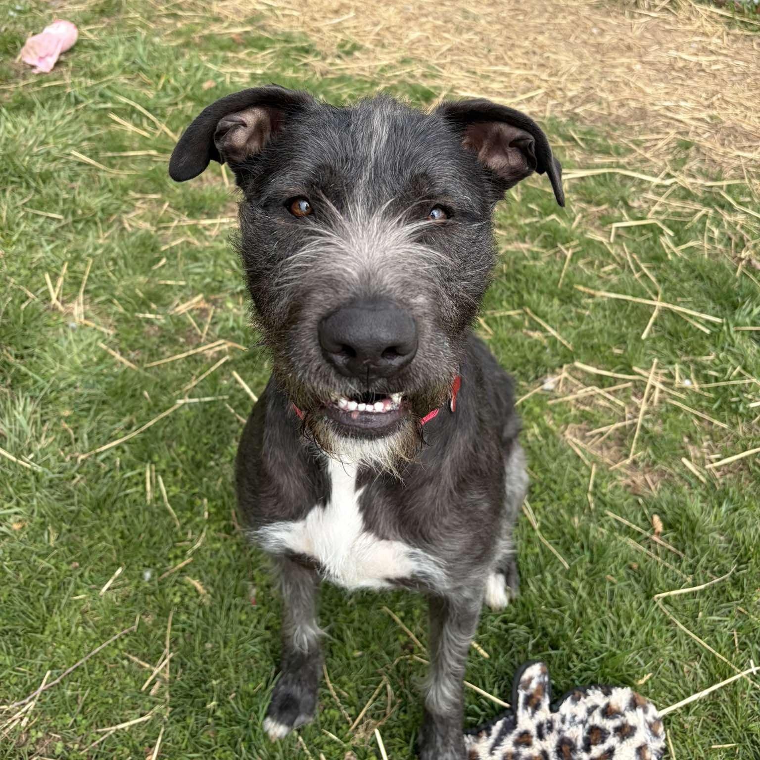 Odin, ADOPTABLE, Young Male German Wirehaired Pointer.