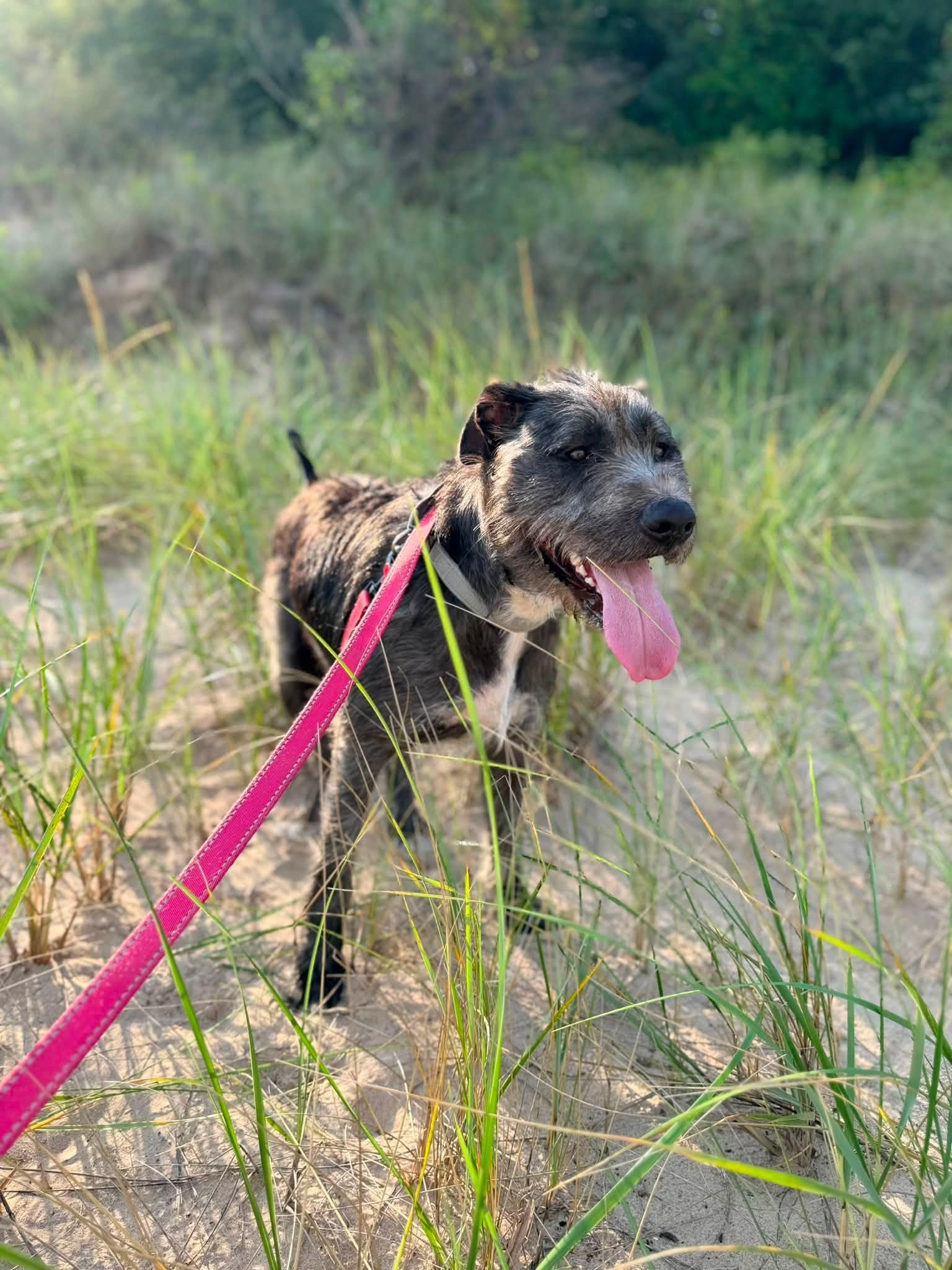 Enlarge Odin, a Adoptable mixed breed in Valparaiso, IN image 4/4