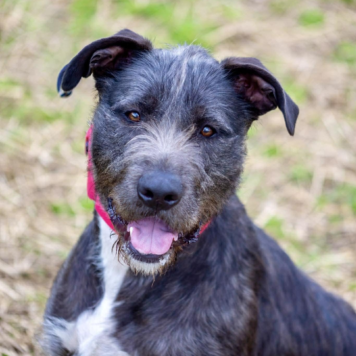 Odin, Adoptable, Young Male German Wirehaired Pointer.