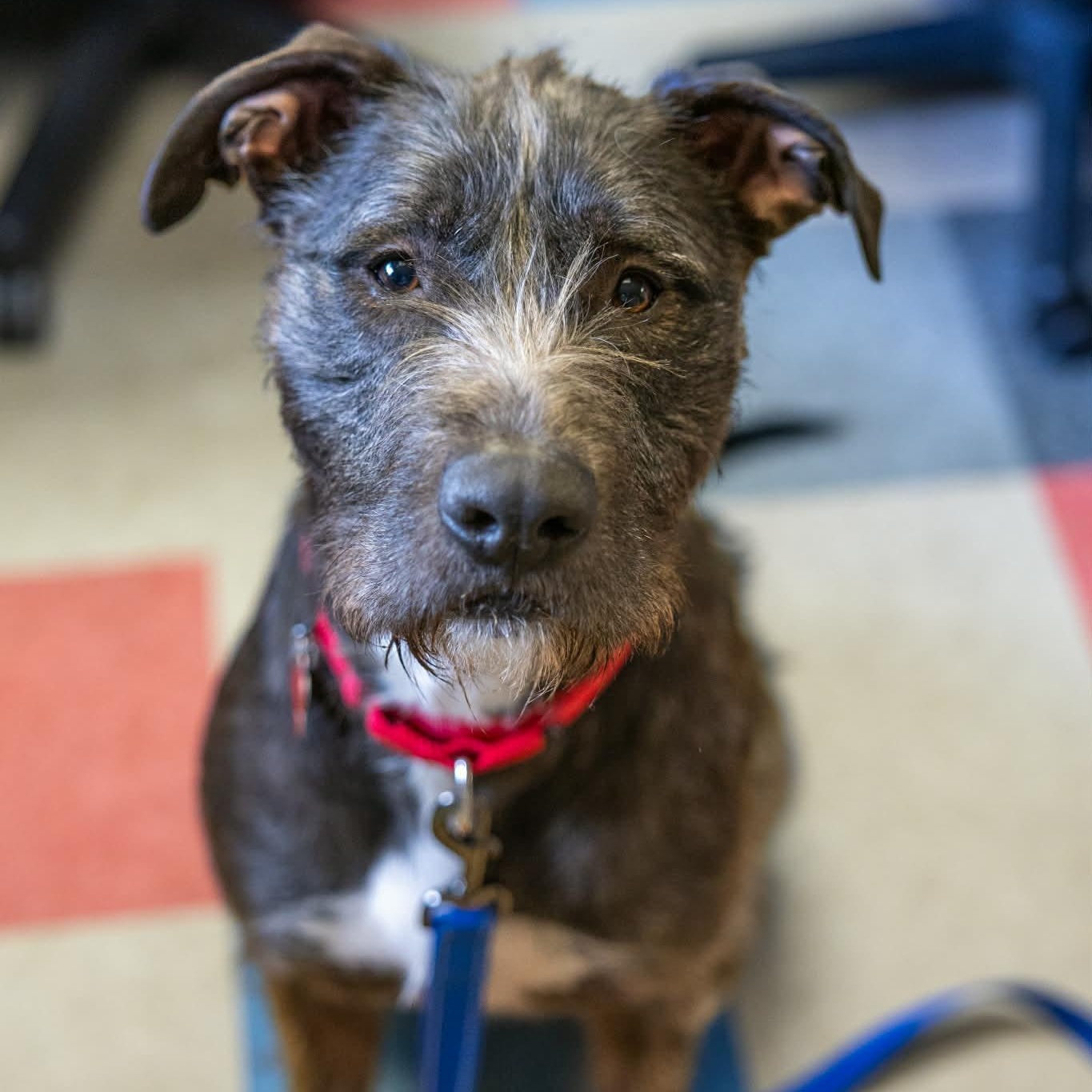 Enlarge Odin, a ADOPTABLE mixed breed in Valparaiso, IN image 2/4