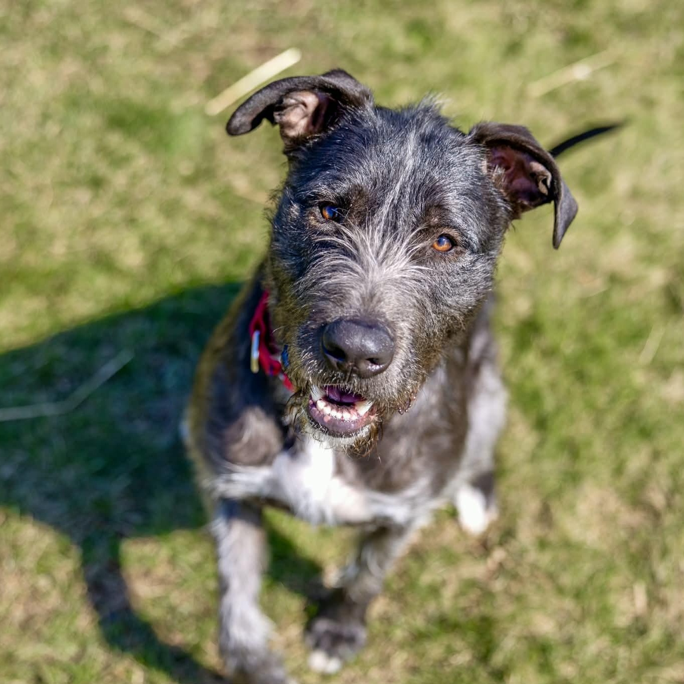 Enlarge Odin, a ADOPTABLE mixed breed in Valparaiso, IN image 4/4