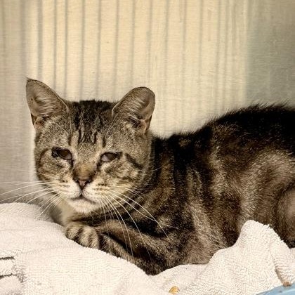 Milly, ADOPTABLE, Adult Female Domestic Short Hair.