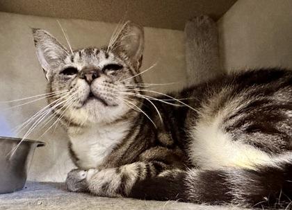 Enlarge Milly, a ADOPTABLE Domestic Short Hair in Athens, GA image 3/3