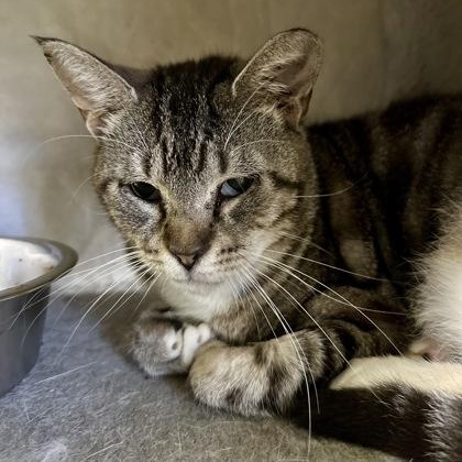 Enlarge Milly, a ADOPTABLE Domestic Short Hair in Athens, GA image 2/3