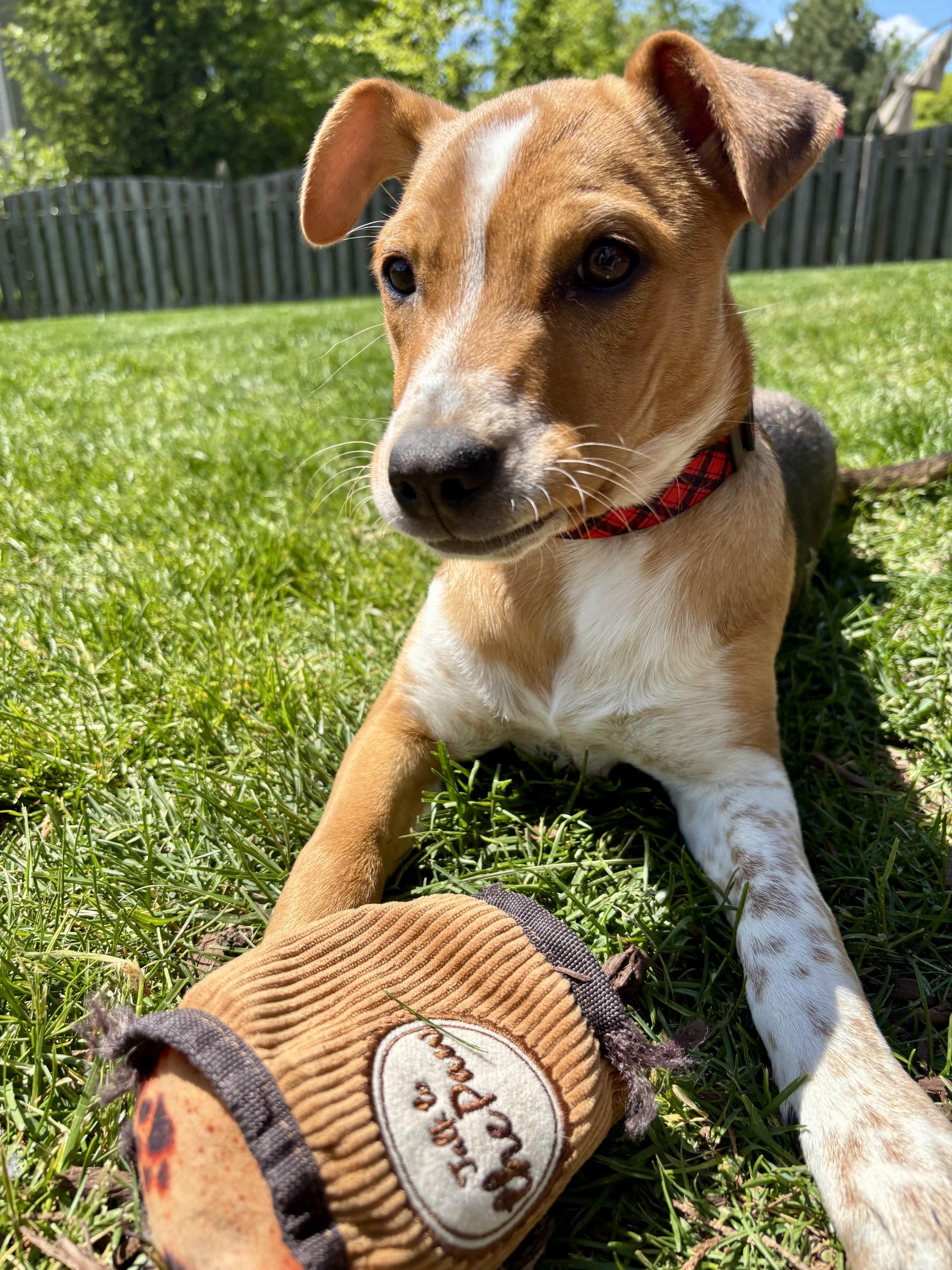 Enlarge Simone, a Adoptable mixed breed in Oswego, IL image 2/6