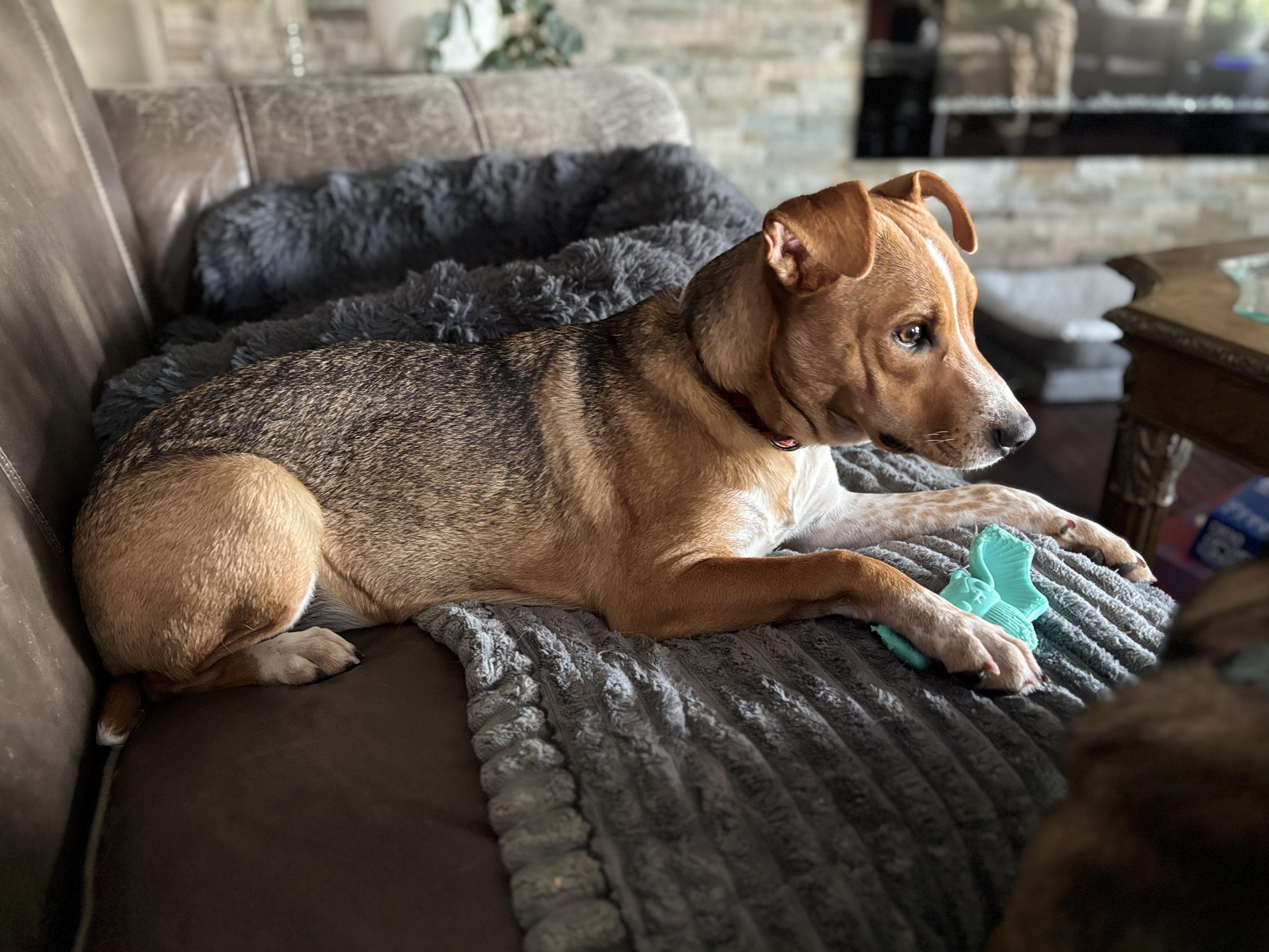 Enlarge Simone, a Adoptable mixed breed in Oswego, IL image 5/6