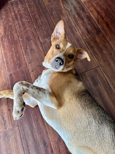 Enlarge Simone, a Adoptable mixed breed in Oswego, IL image 4/6
