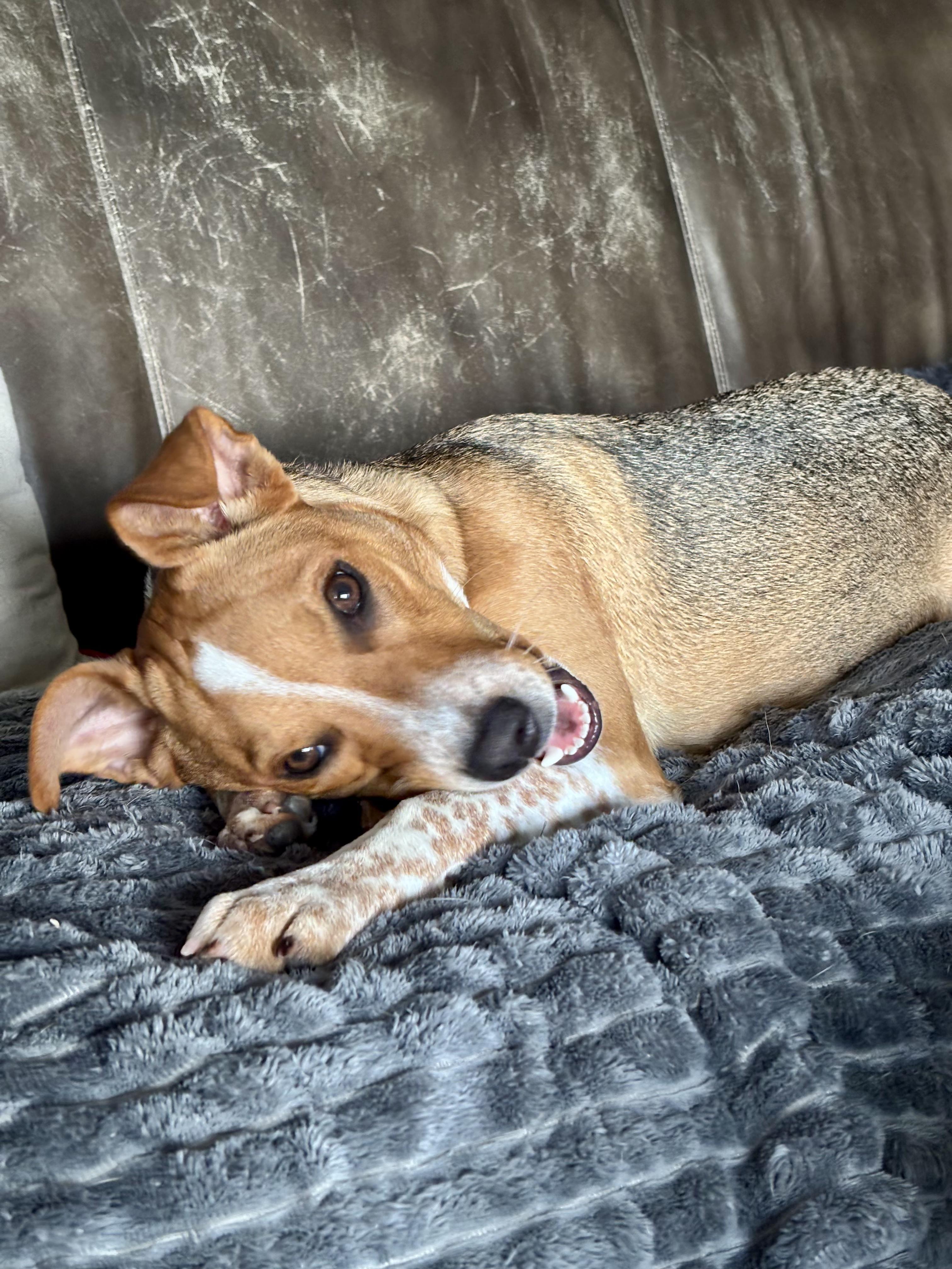 Enlarge Simone, a Adoptable mixed breed in Oswego, IL image 1/6