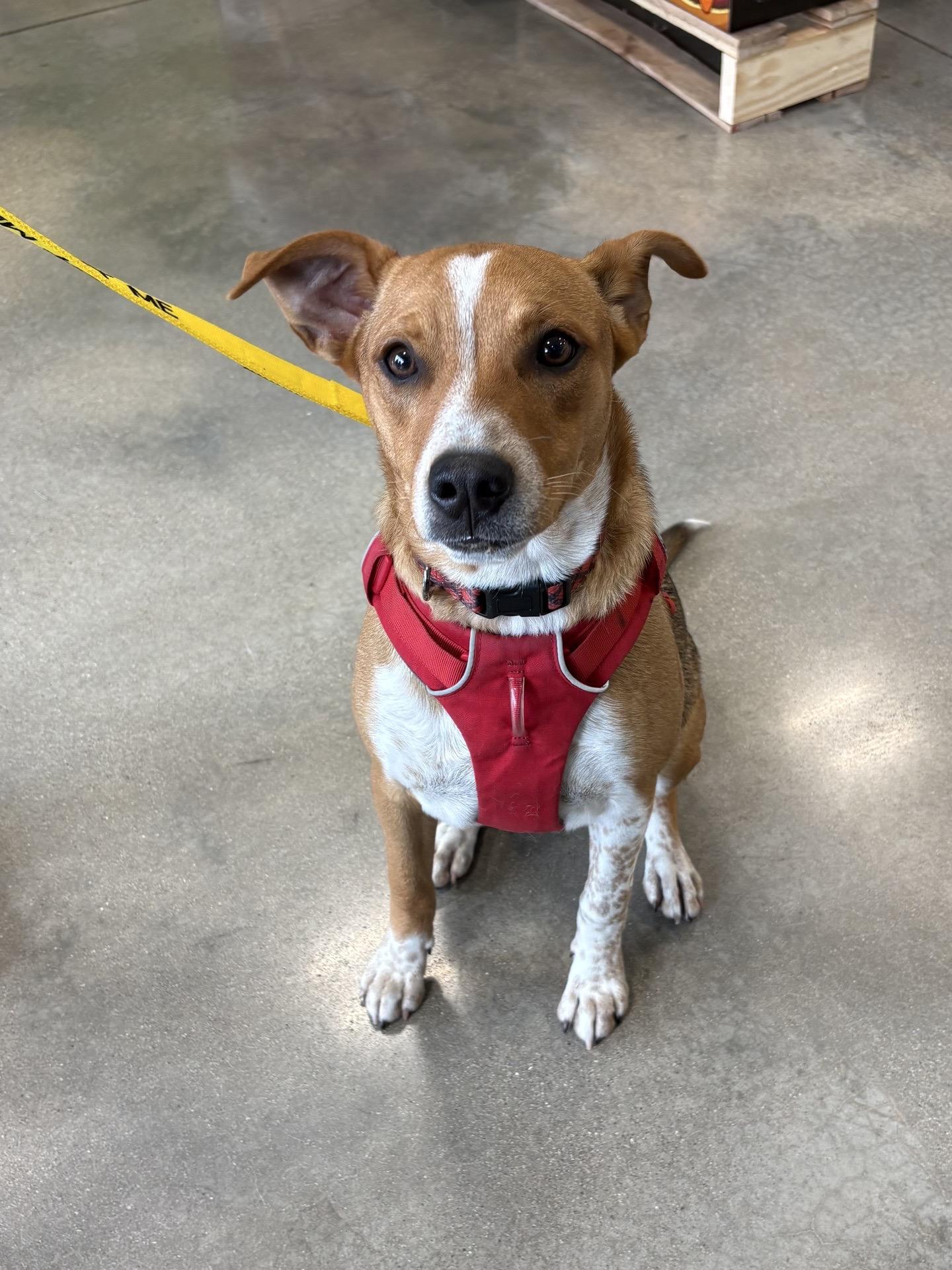 Enlarge Simone, a Adoptable mixed breed in Oswego, IL image 3/6