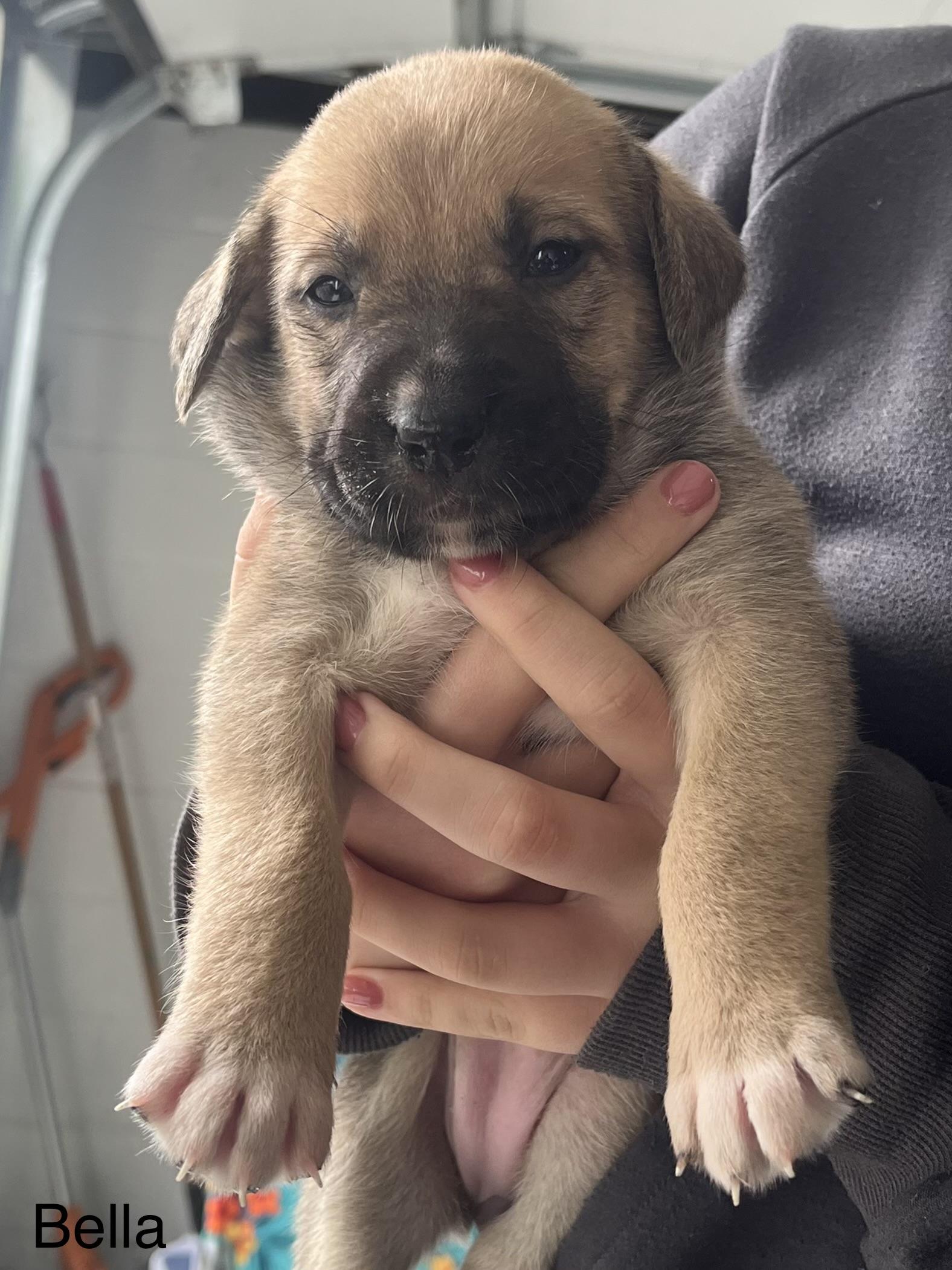 Bella, Adopted, Young Female Mixed Breed.