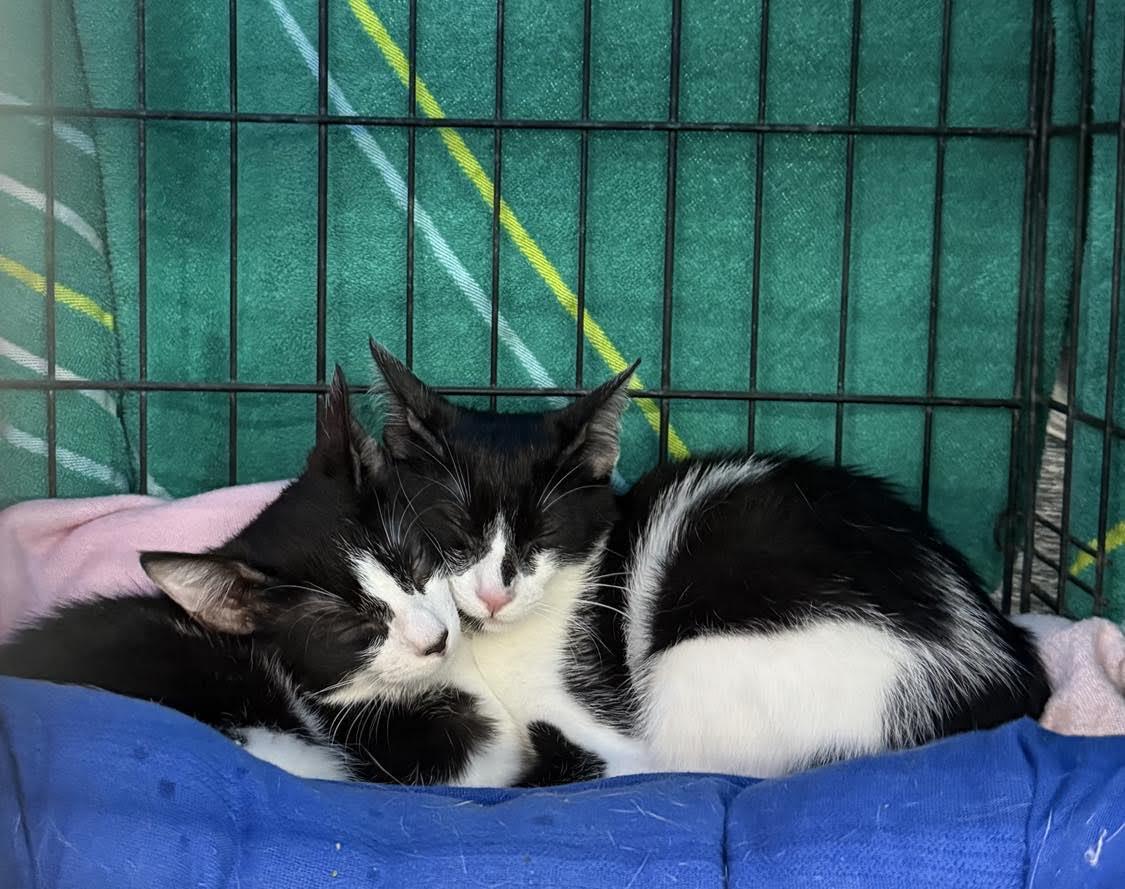 Uno & Dos, Adoptable, Kitten Female Domestic Short Hair.