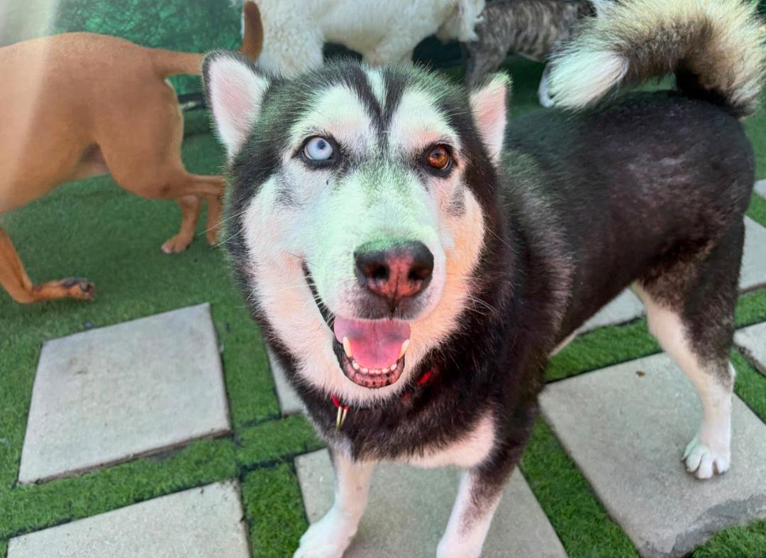 Zeus Alejandro, adopted, Young Male Husky.