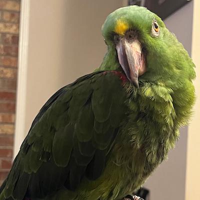 Enlarge Poncho, a Adoptable Amazon in Baltimore, MD image 2/2
