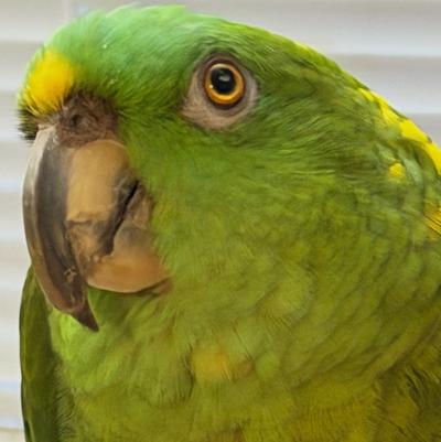 Poncho, Adoptable, Adult Male Amazon.