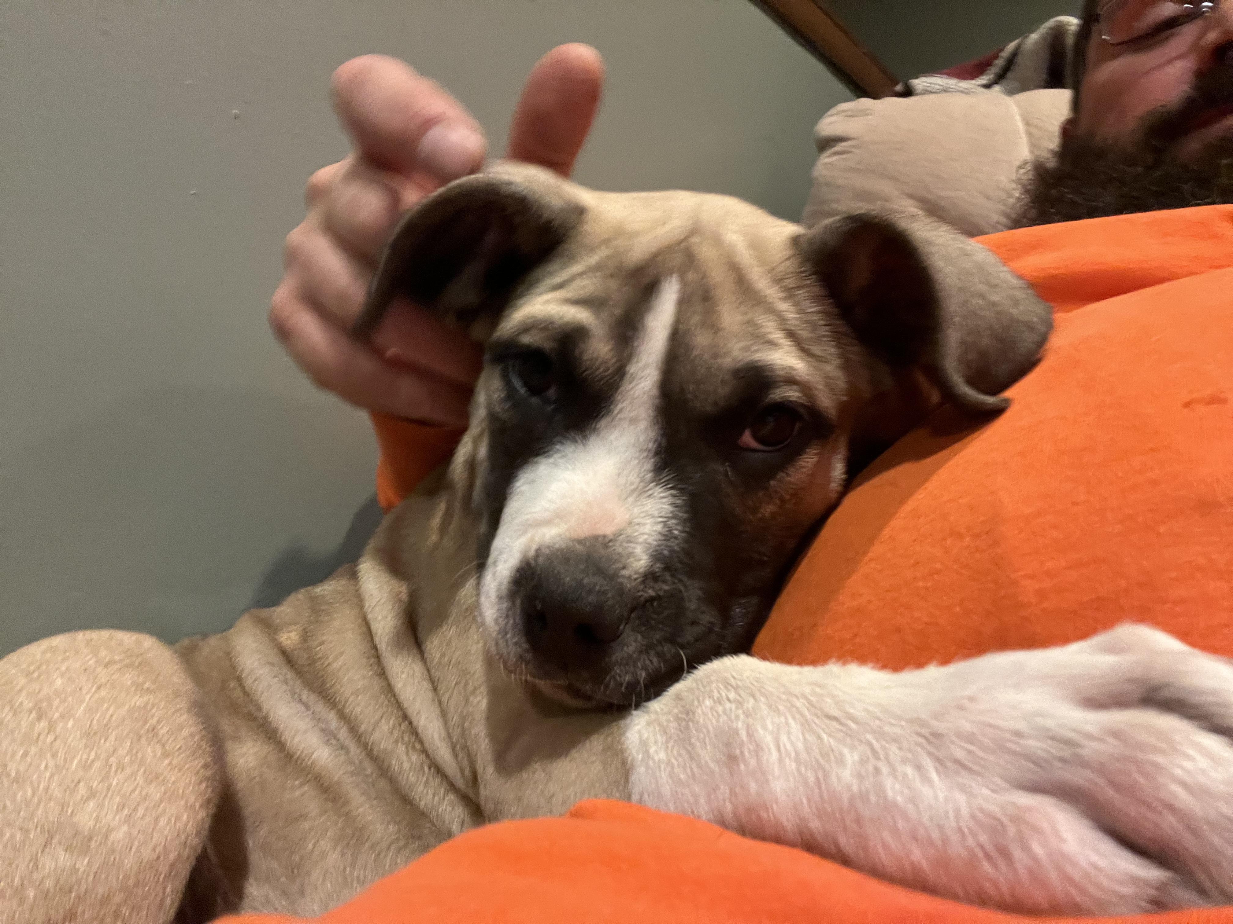 Enlarge Buddy, an adopted mixed breed in Airville, PA image 3/4