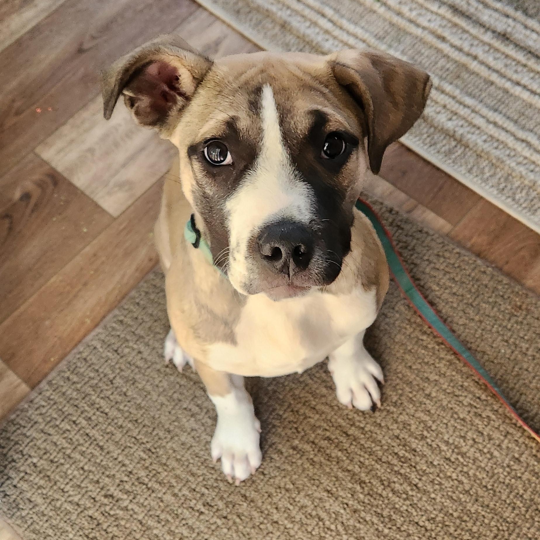 Enlarge Buddy, an adopted mixed breed in Airville, PA image 1/4