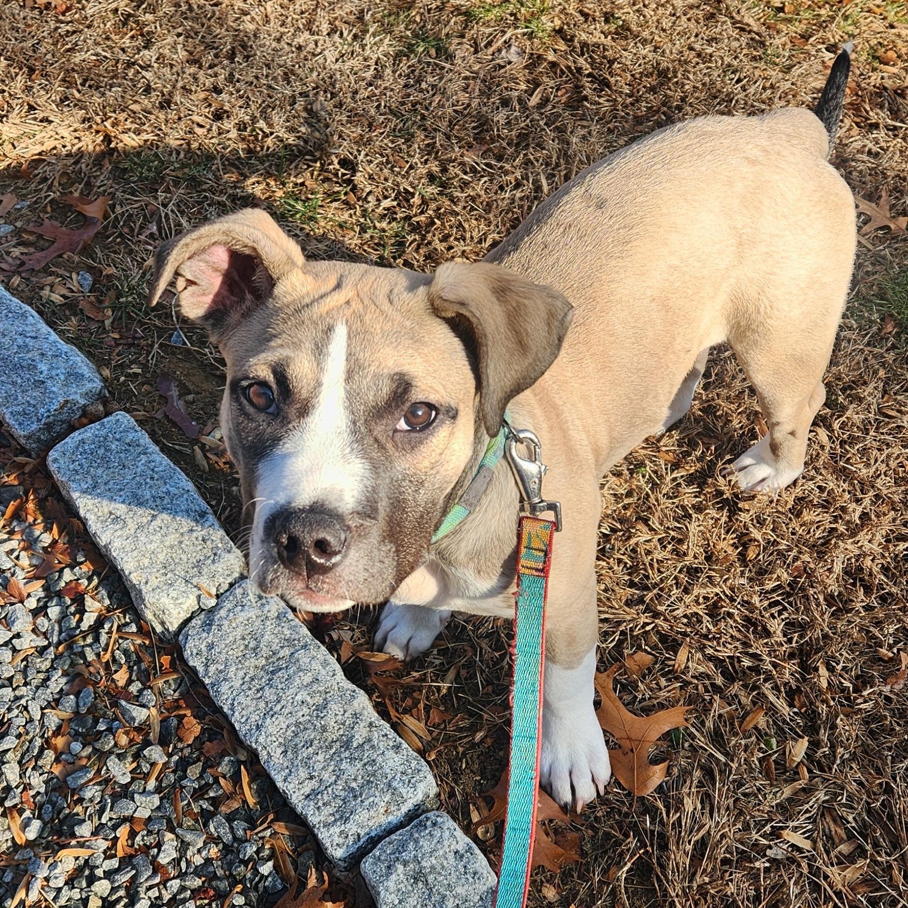 Enlarge Buddy, an adopted mixed breed in Airville, PA image 2/4