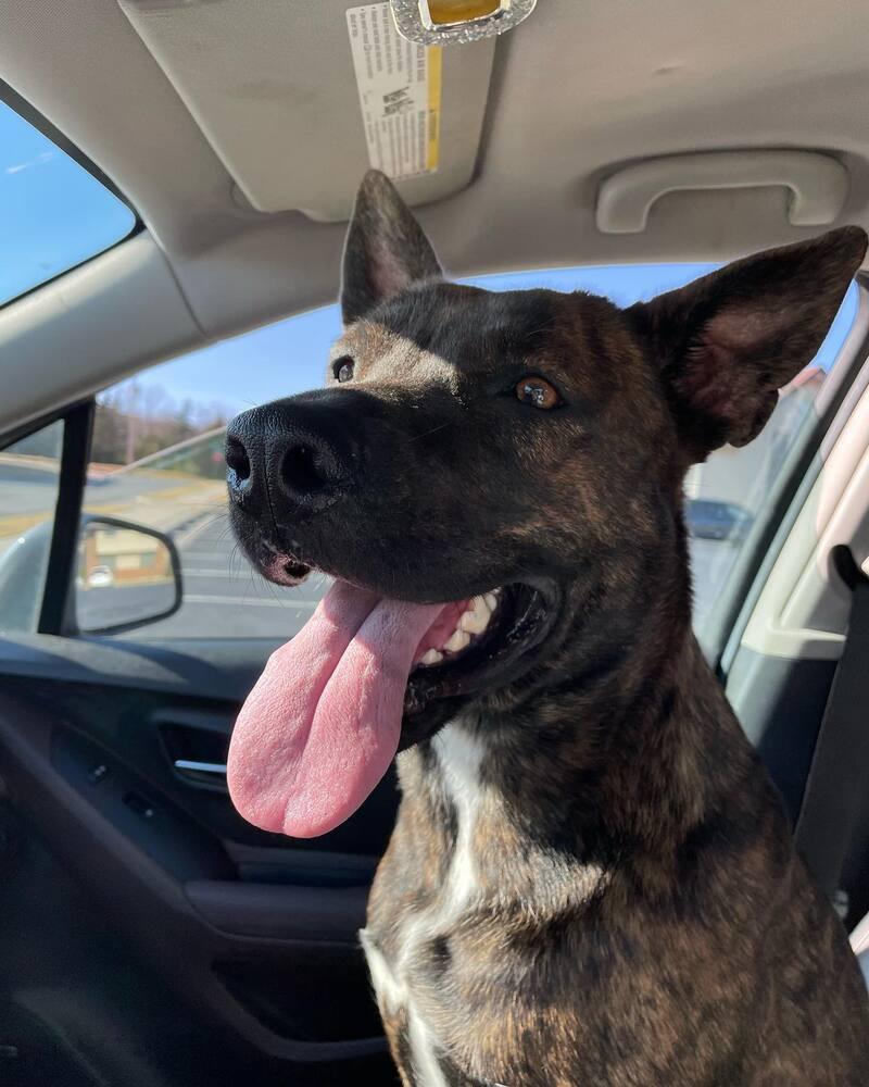 Enlarge Ivy, a Adopted mixed breed in Tulsa, OK image 1/2