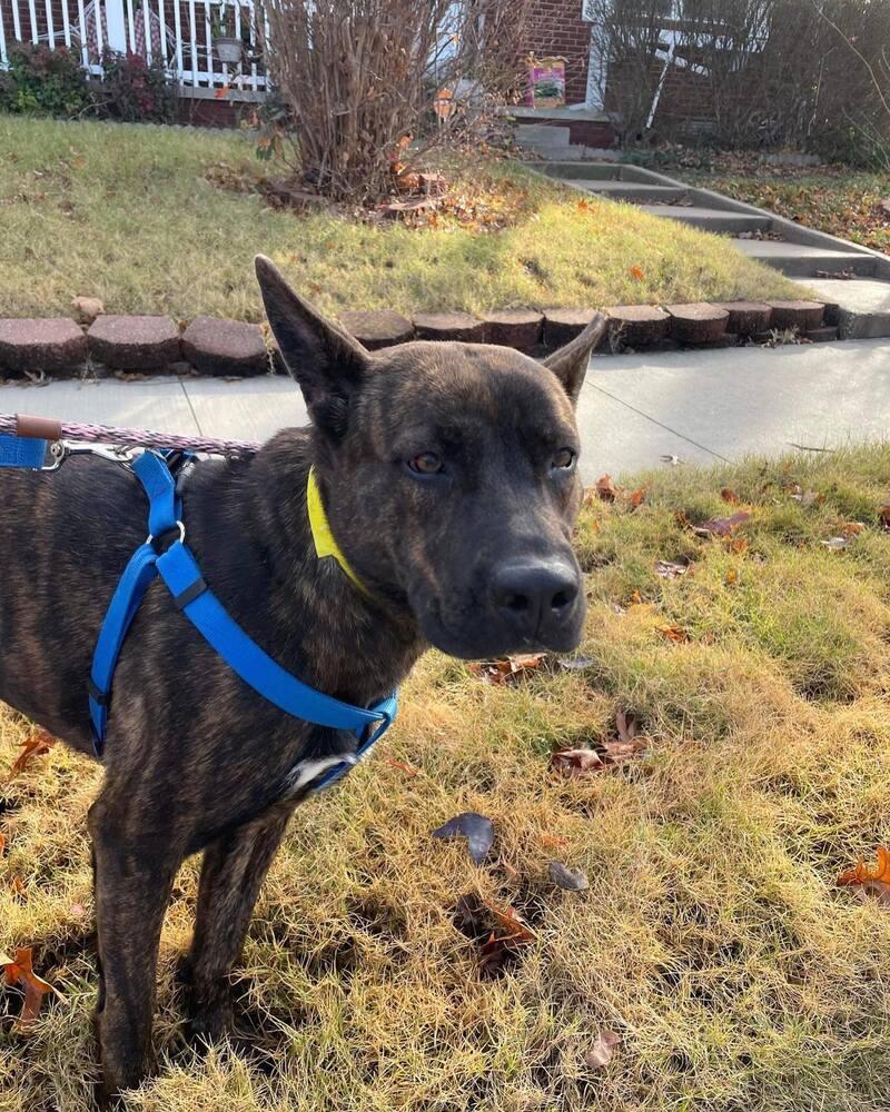 Enlarge Ivy, a Adopted mixed breed in Tulsa, OK image 2/2