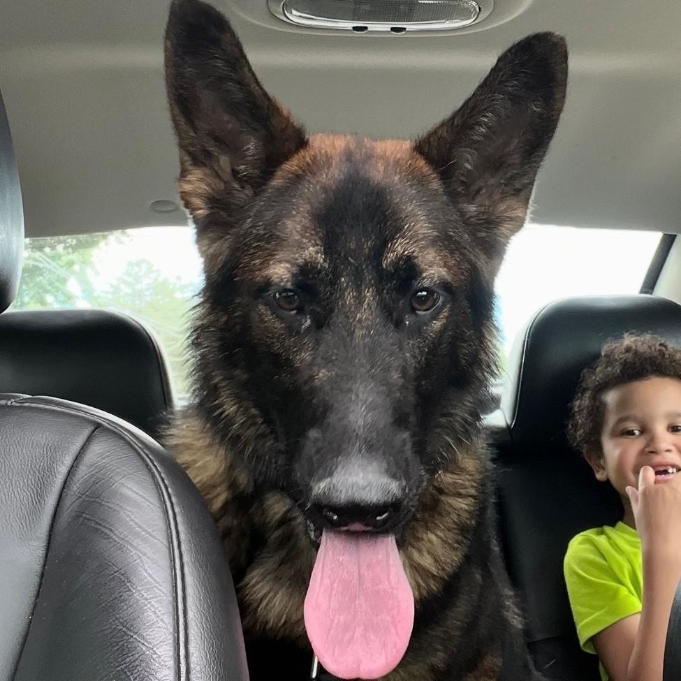 Enlarge Draco Courtesy Listing, a Adopted German Shepherd Dog in Midland, MI image 3/6