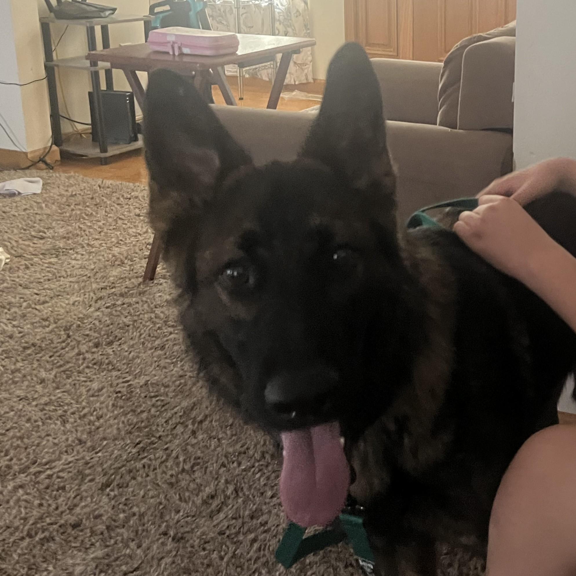 Enlarge Draco Courtesy Listing, a Adopted German Shepherd Dog in Midland, MI image 6/6