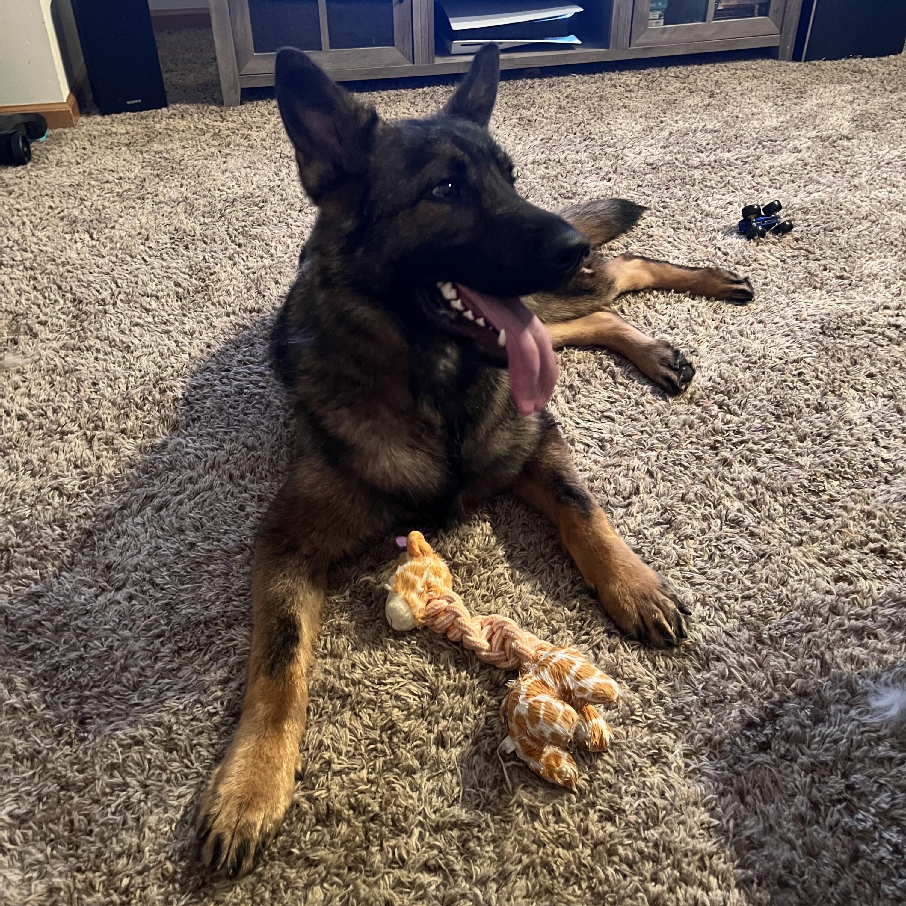 Enlarge Draco Courtesy Listing, a Adopted German Shepherd Dog in Midland, MI image 5/6